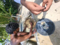 /album/fotogaleria-sri-lanka-maldivy-zajazd-vy-a-my/sri-lanka-zaajzd-76-jpg/